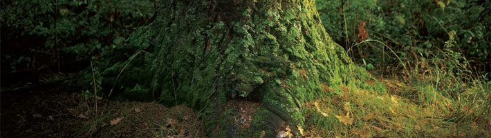 Douglas Fir - About Us
